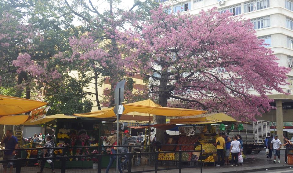 ブラジル桜