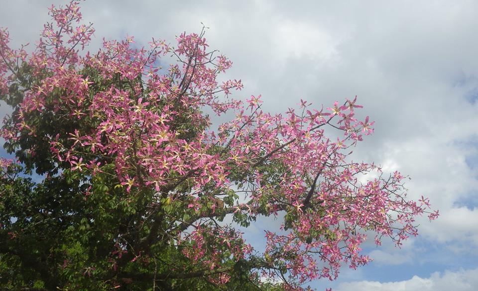 ブラジル桜