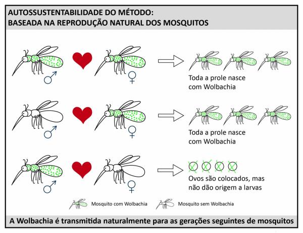 デング熱対策　共生細菌蚊