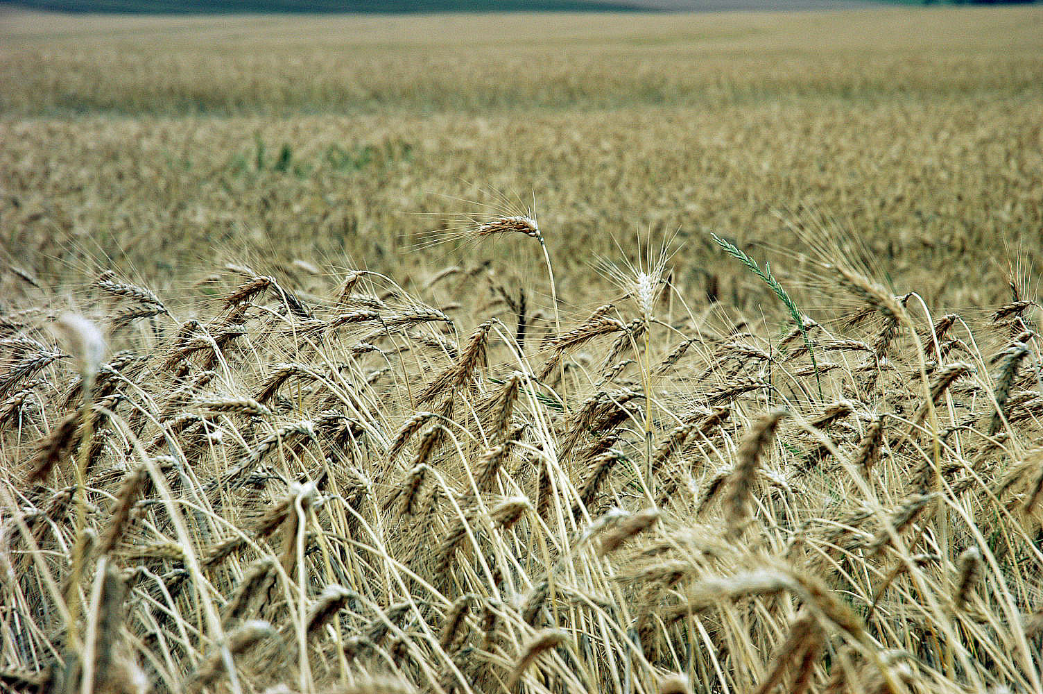 麦畑　ブラジル