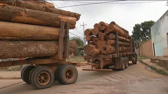 違法森林伐採