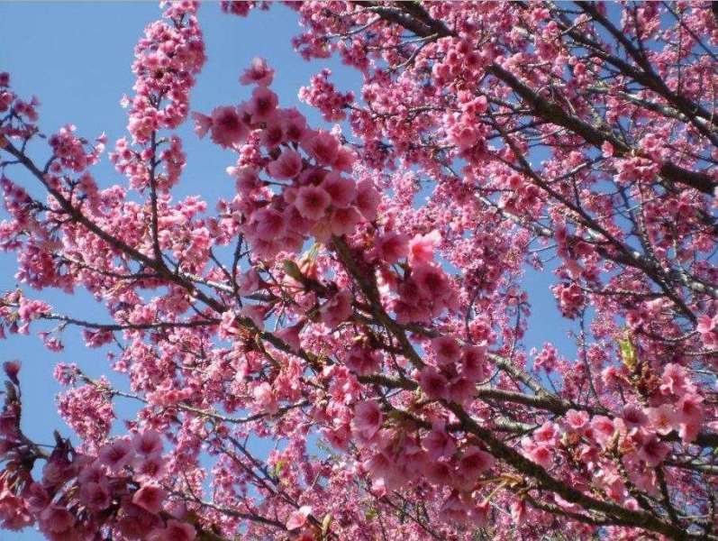 カルモ公園の桜